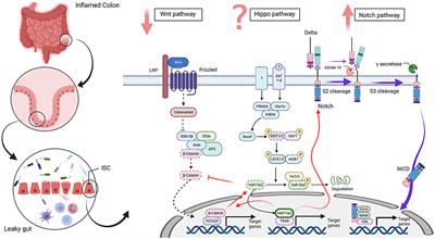 Overview of Three Proliferation Pathways (Wnt, Notch, and Hippo) in Intestine and Immune System and Their Role in Inflammatory Bowel Diseases (IBDs)